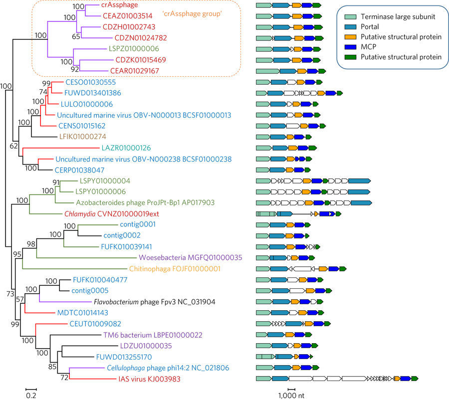 The most abundant human-associated virus no longer an orphan 